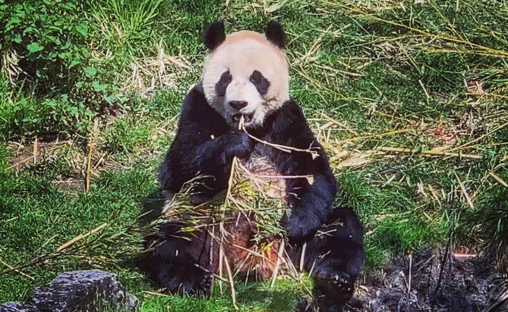 Pairi Daiza aux petits soins pour ses cinq pandas&nbsp;géants